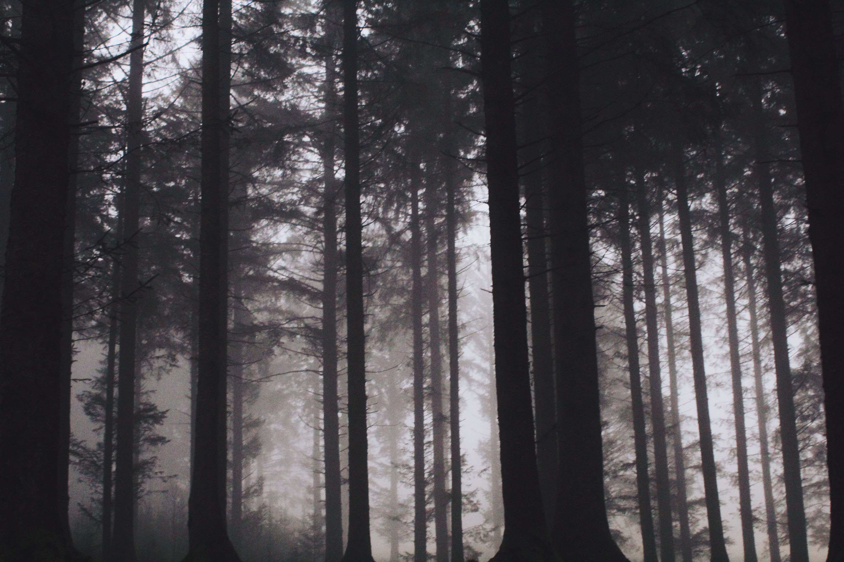Bellever Forest in the Winter Mist, Dartmoor | Chesca Is Lost